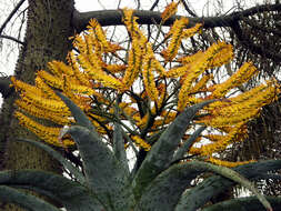 Image of Mountain aloe