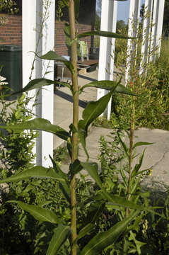 Imagem de Lactuca canadensis L.