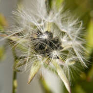 Imagem de Lactuca canadensis L.