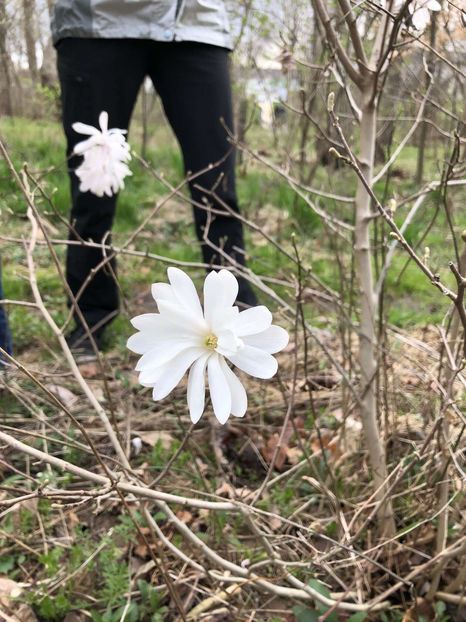 Image of Star Magnolia