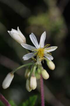 Image of Mountain stock-rose