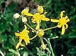 Image of Layne's ragwort