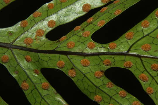 Plancia ëd Phymatosorus pustulatus subsp. pustulatus