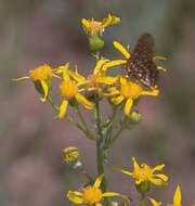 Image of Layne's ragwort