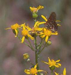 Image of Layne's ragwort