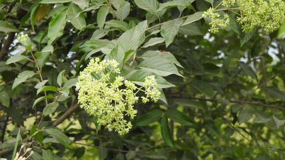 Image of Machaonia brasiliensis (Hoffmanns. ex Humb.) Cham. & Schltdl.