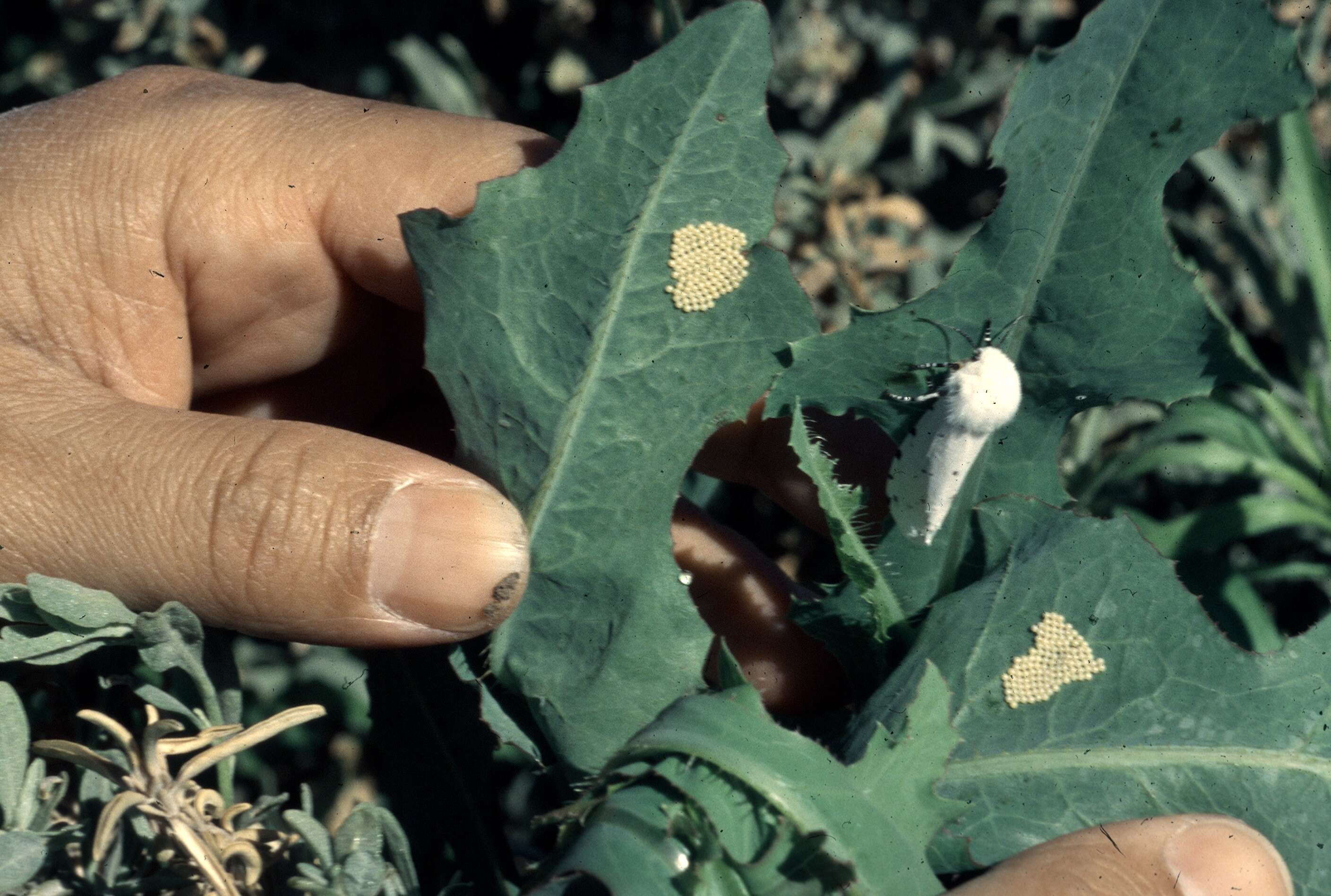 Image of Salt Marsh Moth