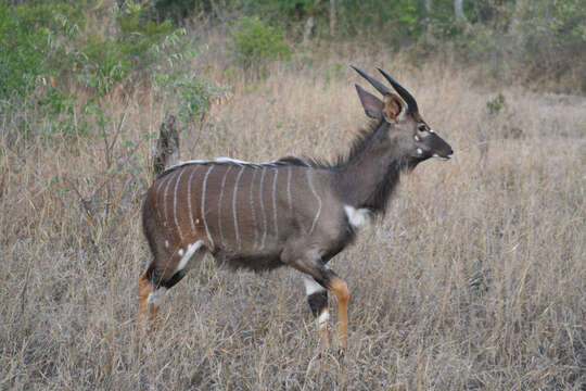 Image of Nyala