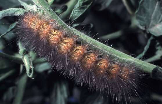 Image of Salt Marsh Moth