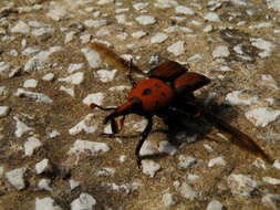 Image of Red palm weevil