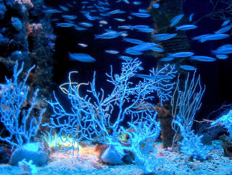 Image of white horny coral