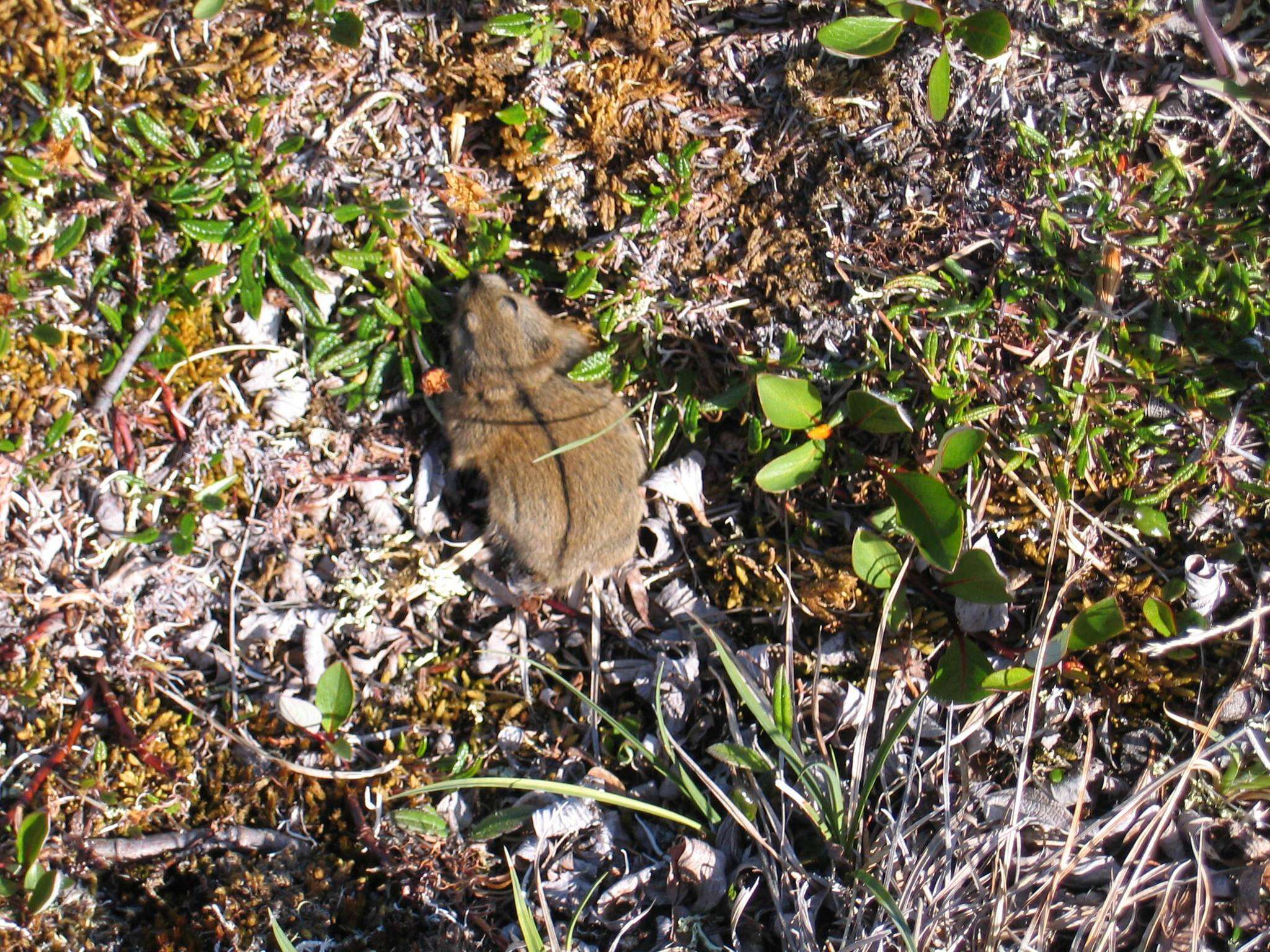 Image of Bering collared lemming