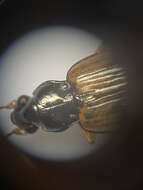 Image of Bembidion corgenoma Maddison 2020