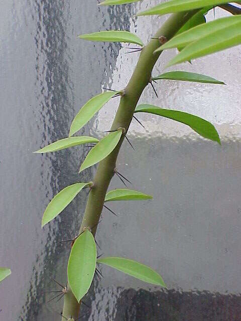 Image of Rose Cactus