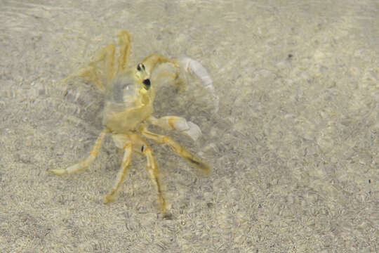 Image of Atlantic Ghost Crab