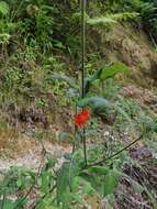 Image of Smallanthus oaxacanus (Sch. Bip. ex Klatt) H. Rob.