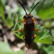 Image de Nomada agrestis Fabricius 1787