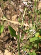 Plancia ëd Lobularia maritima subsp. maritima