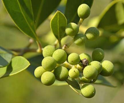 Image of Olea capensis subsp. capensis