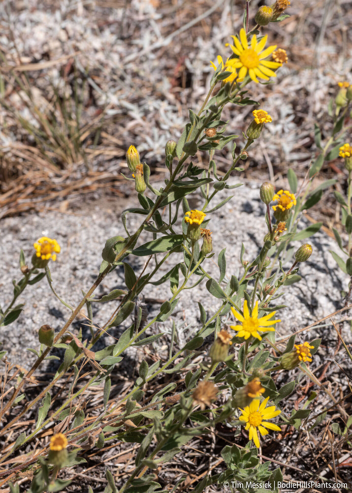 Image of Heterotheca orovillosa G. L. Nesom