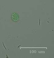 Image of Pseudopediastrum