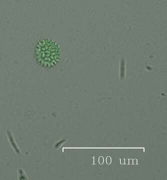 Pseudopediastrum的圖片