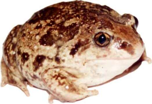 Image of Common Spadefoot