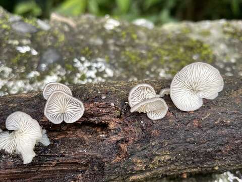 Image of Hohenbuehelia reniformis (G. Mey.) Singer 1951