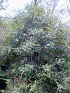 Image of Elaeocarpus holopetalus F. Müll.