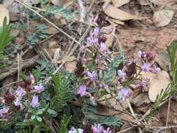 Image of copper mine milkvetch