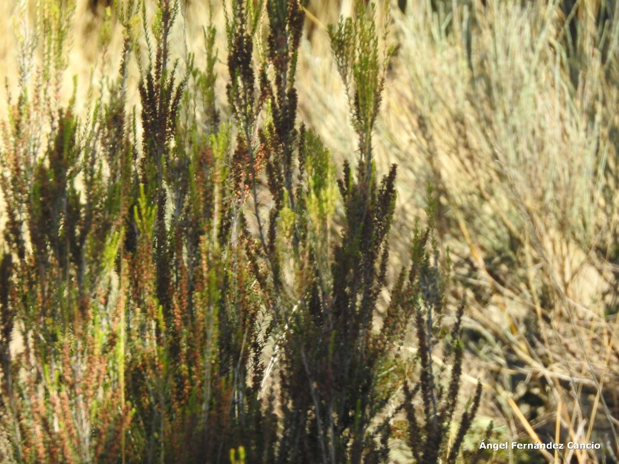 Image of green heather