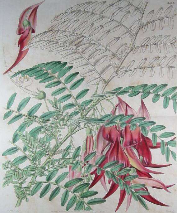 Слика од Clianthus