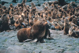 Image of fur seal