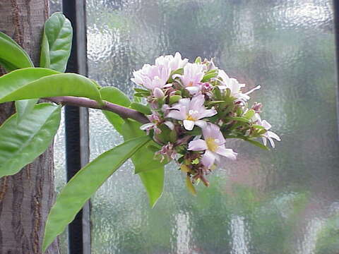 صورة Pereskia grandifolia Haw.