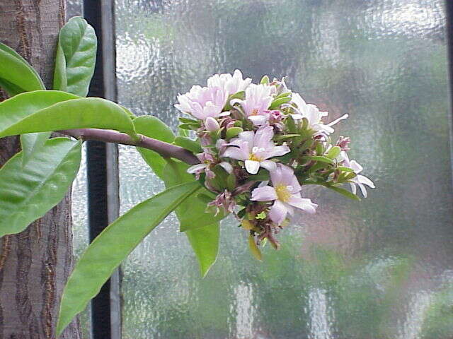 صورة Pereskia grandifolia Haw.