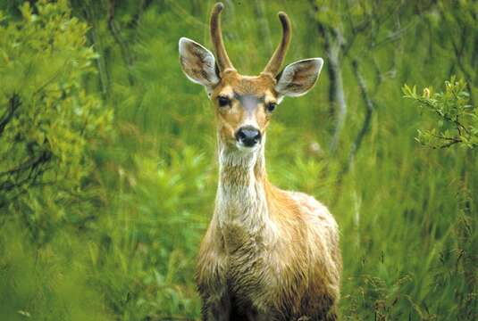 Plancia ëd Odocoileus hemionus sitkensis Merriam 1898