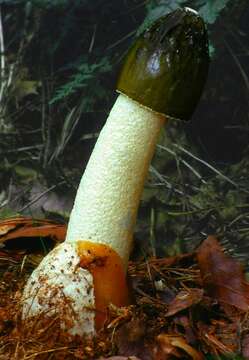 Image of Stinkhorn