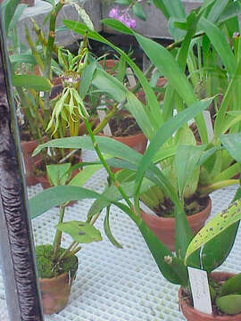 Слика од Prosthechea cochleata (L.) W. E. Higgins