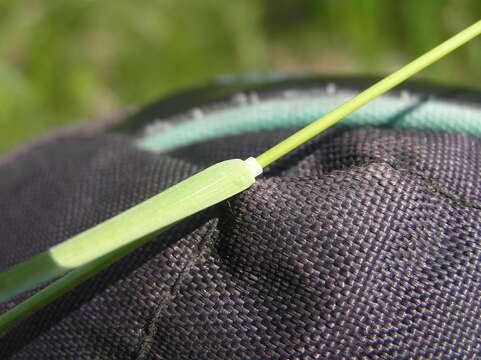 Image of Smooth Meadow-grass