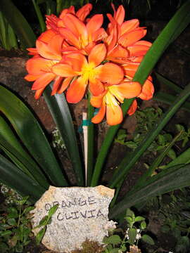 Image of Clivia