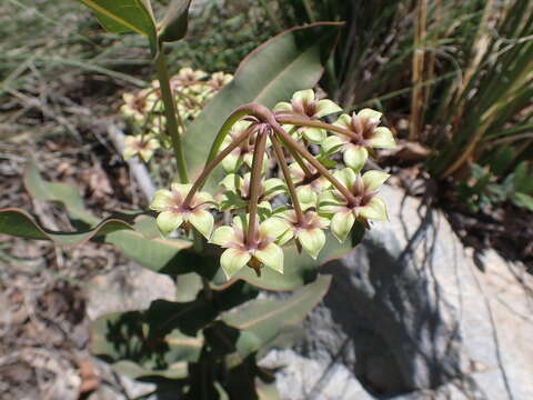 Image of Asclepias elata Benth.