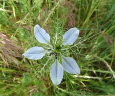 Image of devil in the bush