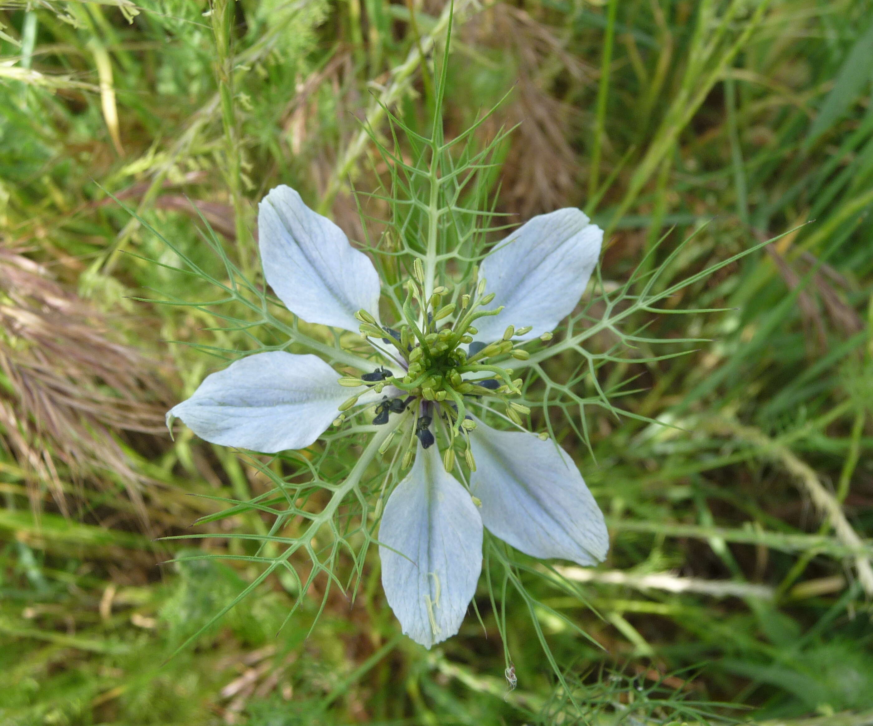 Image of devil in the bush