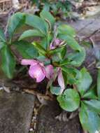 Image of Helleborus × hybridus H. Vilm.