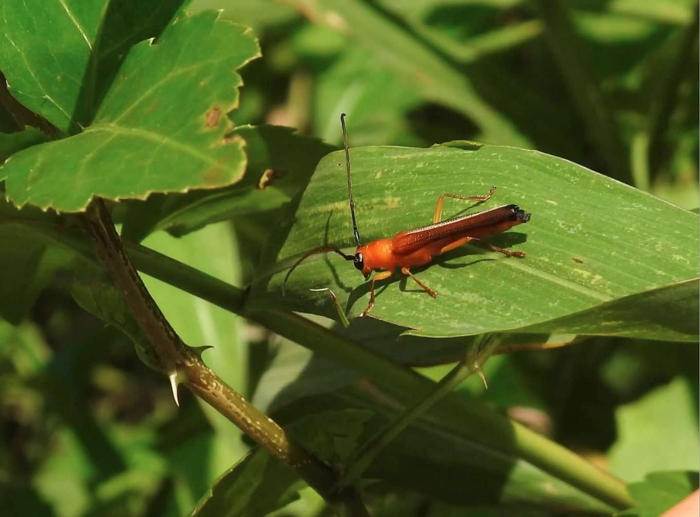 Image of Oberea fuscipennis (Chevrolat 1852)