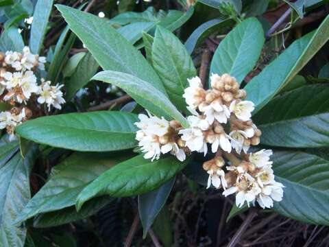 Image of loquat