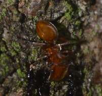 Cephalotes clypeatus (Fabricius 1804) resmi