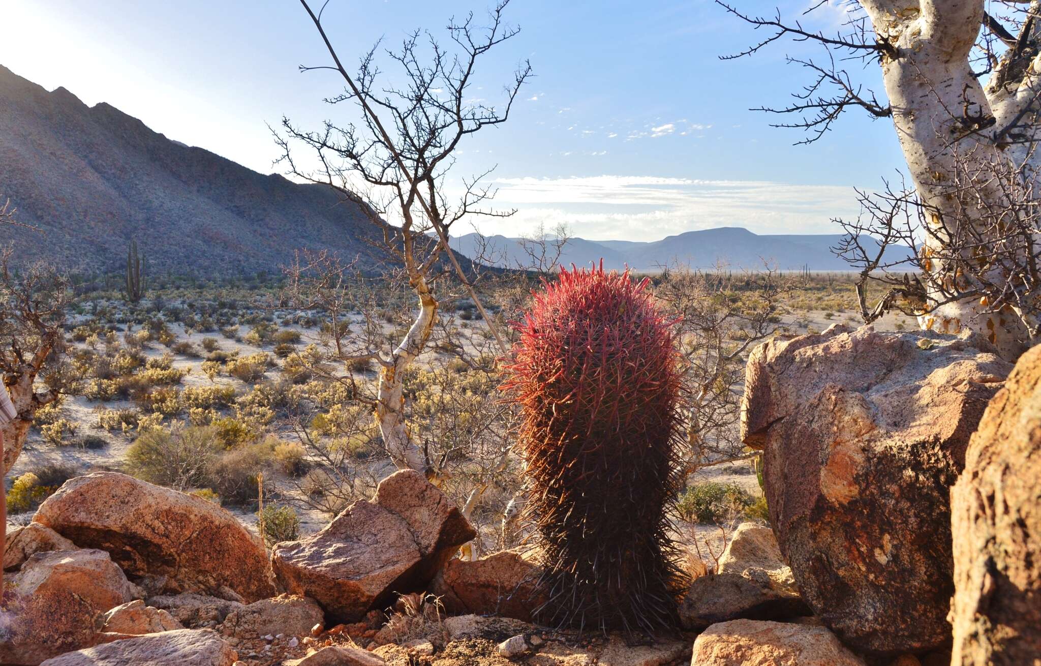 Image of Ferocactus gracilis subsp. tortulispinus