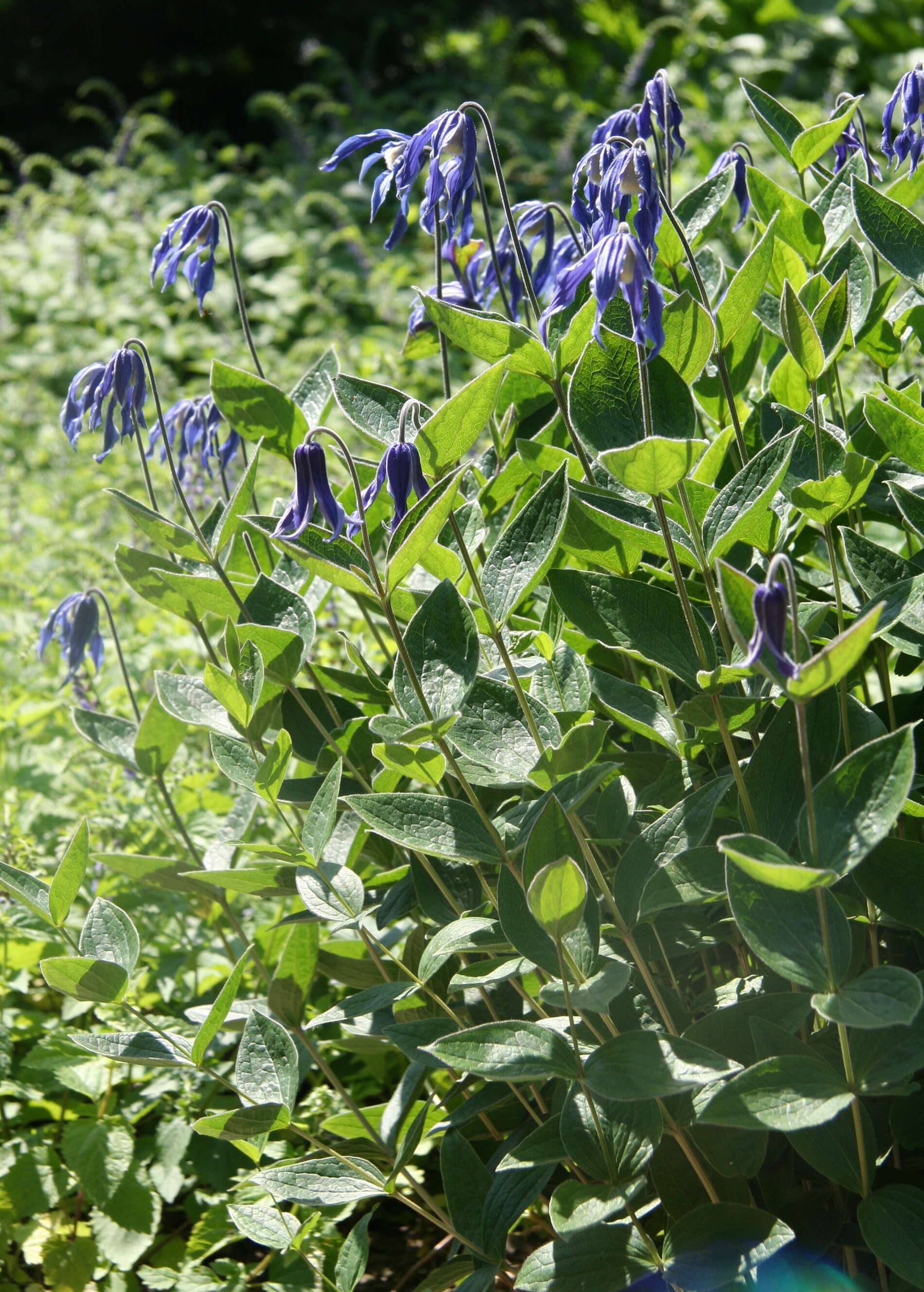 Imagem de Clematis integrifolia L.