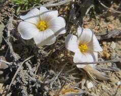 Image of Oxalis laciniata Cav.